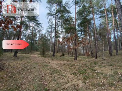 Tylko u nas! Las z brzozami, sosnami i stawem. - 4