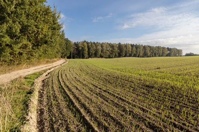 Obudź się nad jeziorem – działki na sprzedaż - 3