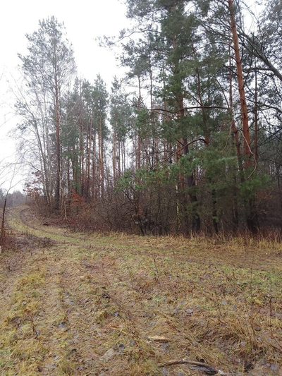 56 arów pod dom + las, razem 1,39 ha - 4