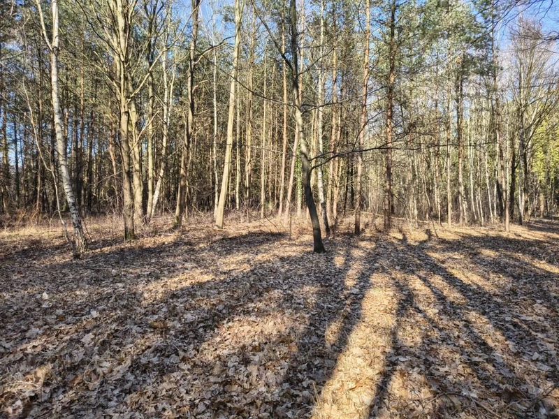 Sokolniki-Las: 2442m2 przestrzeni na rezydencję - 111178659.jpg