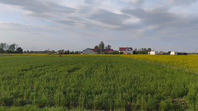 Działka Wola Miedniewska 2999m2 z WZ - OKAZJA! - 2