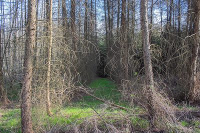 Działka leśna 1,54 ha w gm. Kańczuga (UPUL)