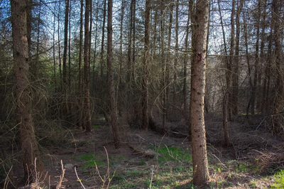 Działka leśna 1,54 ha w gm. Kańczuga (UPUL) - 2