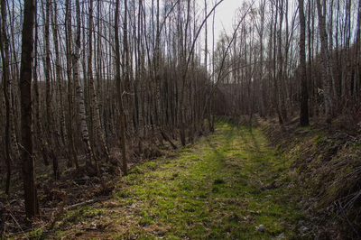 Działka leśna 1,54 ha w gm. Kańczuga (UPUL) - 3