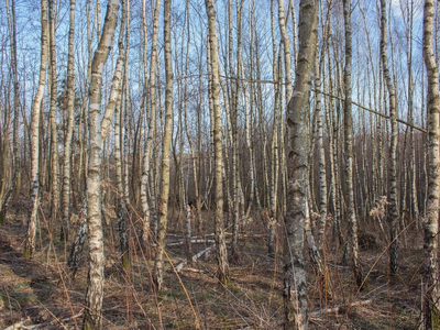 Działka leśna 1,54 ha w gm. Kańczuga (UPUL) - 4