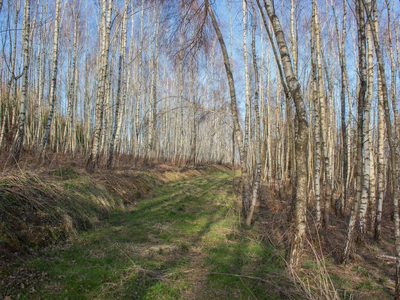 Działka leśna 1,54 ha w gm. Kańczuga (UPUL) - 5