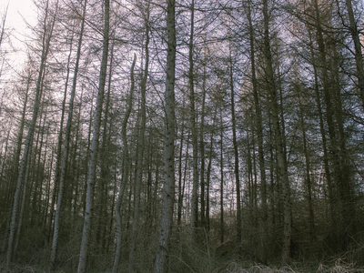 Równy teren leśny 1,06 ha – Łopuszka Wielka