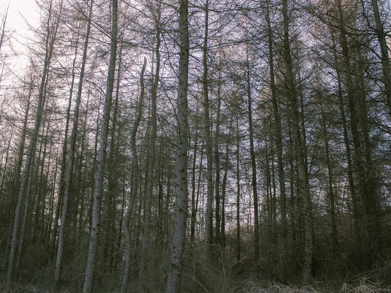 Równy teren leśny 1,06 ha – Łopuszka Wielka - 111531281.jpg