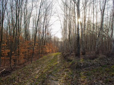Równy teren leśny 1,06 ha – Łopuszka Wielka - 3