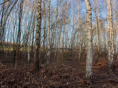 Równy teren leśny 1,06 ha – Łopuszka Wielka - 4