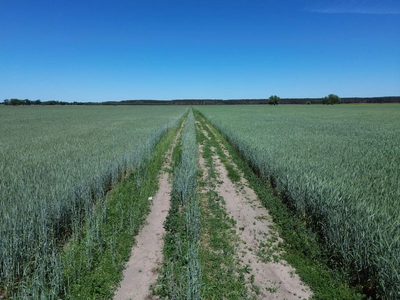 Działki- Jeziora i sześć miast w krótkim zasiegu! - 5
