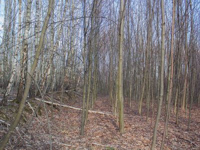 Kompleks leśny 1,54 ha z UPUL – Łopuszka Wielka - 5