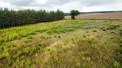 Działka 3000 m2 puszcza zielonka - 3