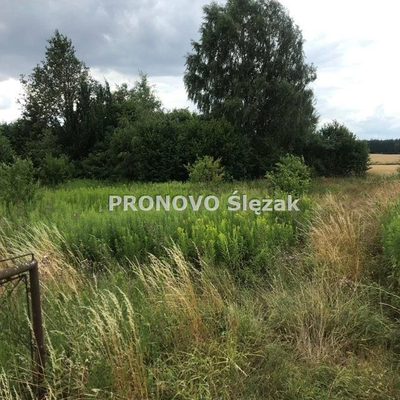 Rościsławice.Działka 1266 m².8 min od Obornik Śl. - 4