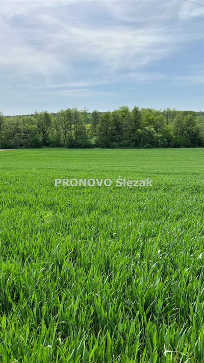 Działka budowlana w Borkowicach, blisko Obornik Ś