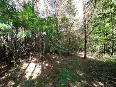 2950 m2 - Dąbrówka - piękna zielona okolica. - 2