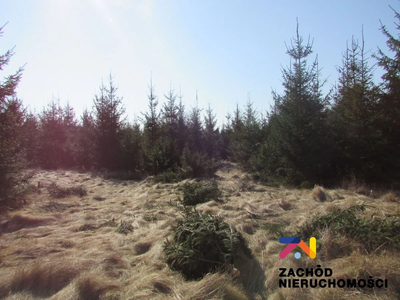 Na sprzedaż działka o powierzchni 900 m2 w Cigacicach koło Sulechowa. - 3