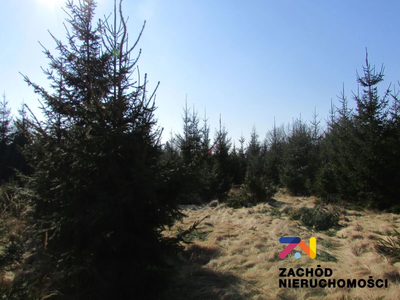 Na sprzedaż działka o powierzchni 900 m2 w Cigacicach koło Sulechowa. - 4