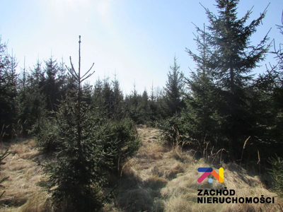 Na sprzedaż działka o powierzchni 900 m2 w Cigacicach koło Sulechowa. - 2