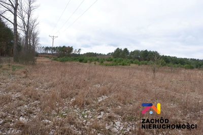 Na sprzedaż działka rolna o powierzchni 10 000 m2 usytuowana w miejscowości Dąbrowa na terenie Gminy Zabór. Działka w kształcie prostokąta zlokalizowana bezpośrednio przy drodze asfaltowej. - 5