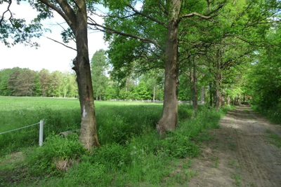Oferujemy działkę rolną o powierzchni 4500m2. - 3