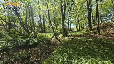 Dom 75 m² z działką 2,5 ha i strumieniem–Ogrodniki - 4