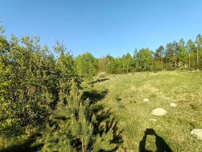 Siedlisko w cichej okolicy 100 km od Warszawy. - 2