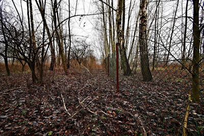 Piękna działka 65a pod Kazimierzem Dolnym - 2