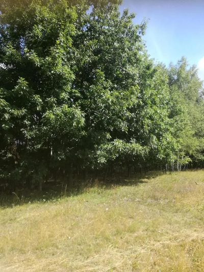 Kolonia Garbatówka, działka rolna, 3,18 ha!! - 3