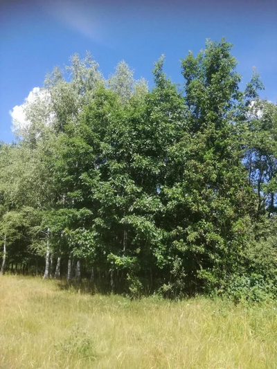 Kolonia Garbatówka, działka rolna, 3,18 ha!! - 2