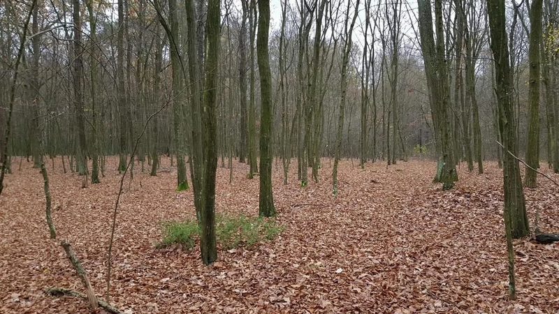 Przepiękny las w miejscowości Samoklęski - 93778216.jpg
