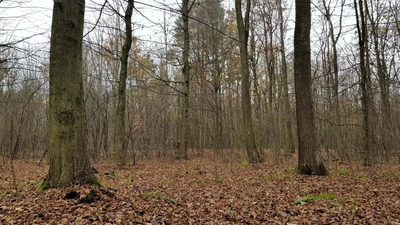 Przepiękny las w miejscowości Samoklęski - 4