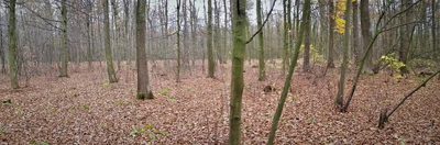 Przepiękny las w miejscowości Samoklęski - 3