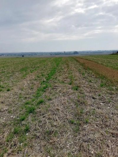 Działka inwestycyjna 4,5 ha bezpośrednio przy S12 - 5