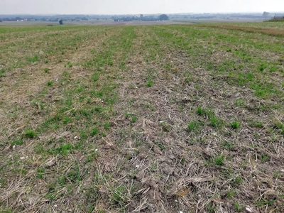 Działka inwestycyjna 4,5 ha bezpośrednio przy S12 - 3
