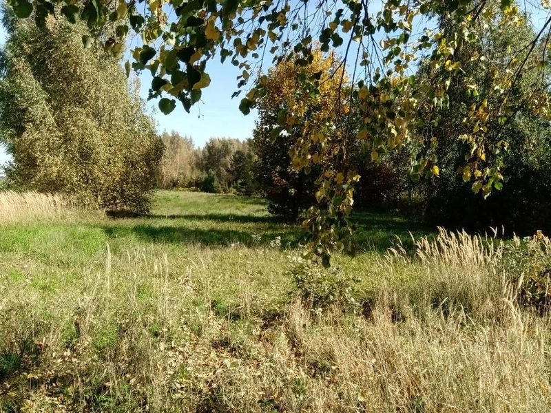 Piotrowice - działka 20 arów w doskonałej cenie! - 93779321.jpg