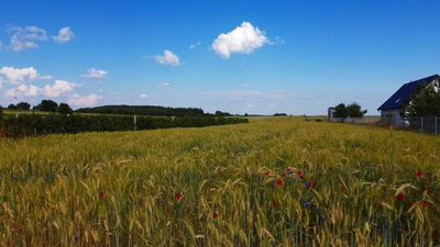 Borów Kol. Duża działka z możliwością uzyskania WZ - 5