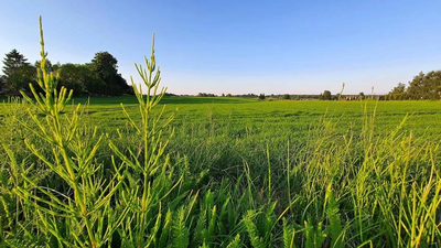 Działka 30ar nieopodal Lublina - Miłocin - 3