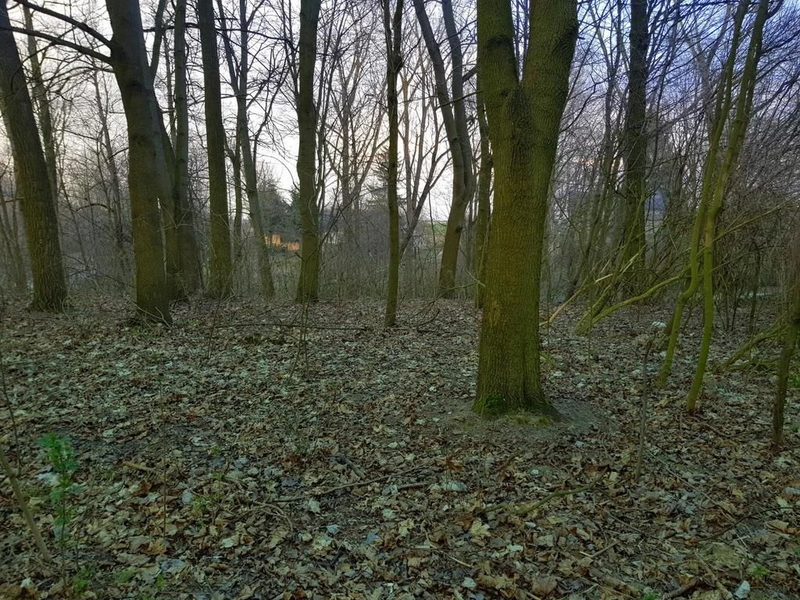 Kocianów - działka leśna - 33 ar - 93780809.jpg