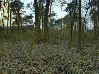 Kocianów - działka leśna - 33 ar - 2