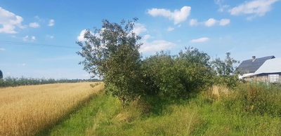 Atrakcyjne siedlisko 53 ar ziemi pod Kazimierzem - 4