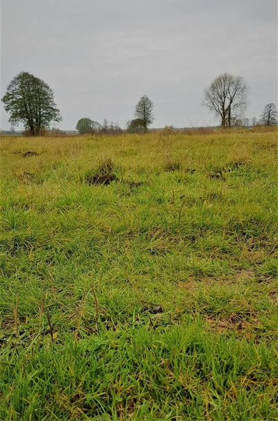 Samoklęski kol. Pierwsza - działka rolna - 4