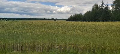 Piękna działka budowlana w Starościnie!!! - 2