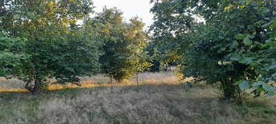 Ładna, uzbrojona działka pod lasem-33a-Wilczopole - 2
