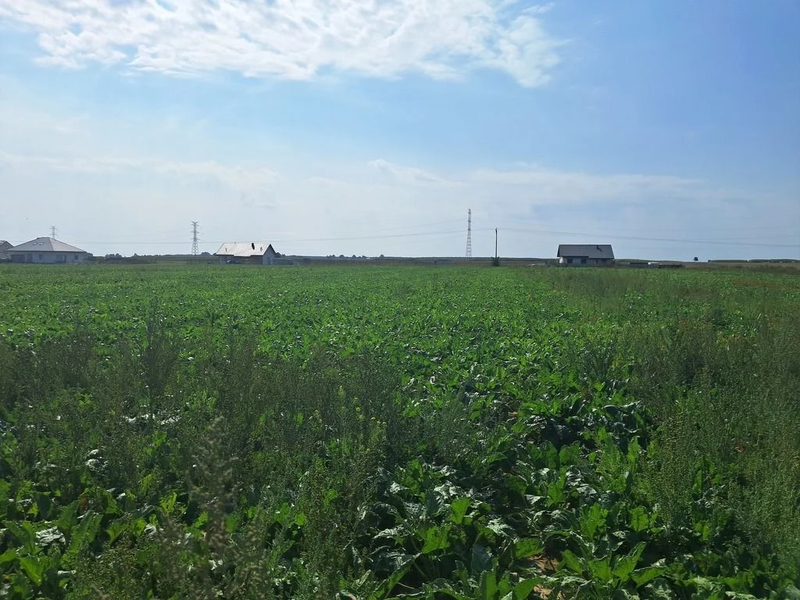 Działka budowalna 16a - Gm. Puchaczów - Turowola. - 100656158.jpg