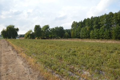 Działka, Klarów, 1,09 ha - 2
