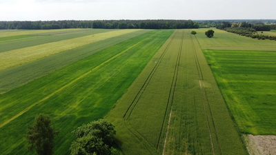 Działka rolna 3 ha w Jasieńcu Soleckim (zwoleński) - 4