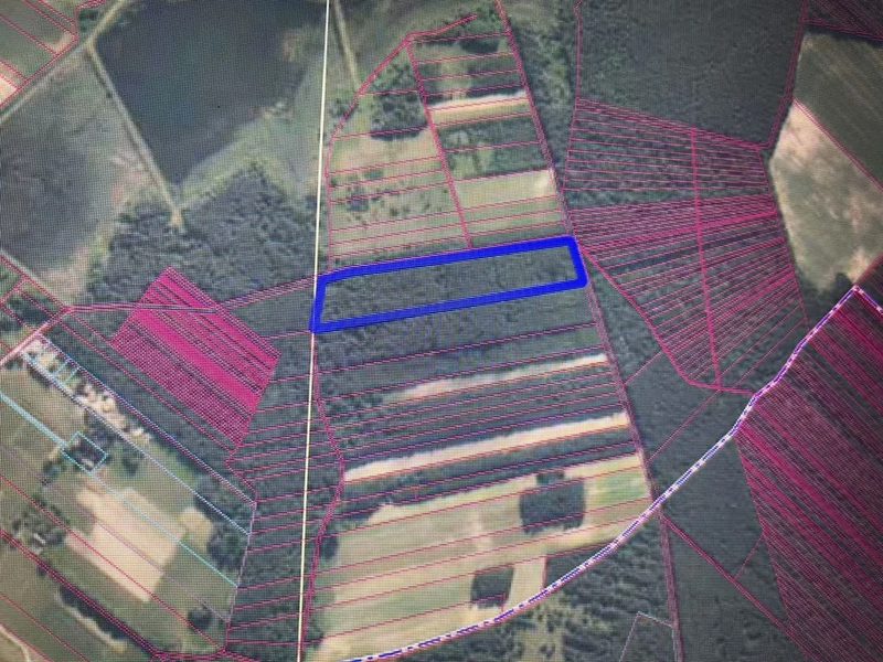 Działka leśna 3,90 ha w Brodach  gm. Pierzchnica. - 108409445.jpg