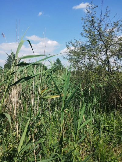 W pobliżu stawu Borowiec-malownicza części m.Gołąb - 2