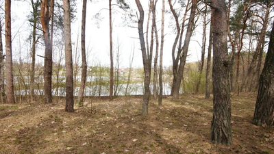 5,42 ha, Stawy rybne, las, Zemborzyce, Lublin - 5